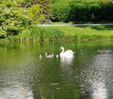 Schwäne mit Nachwuchs auf Kurparksee, © Stadt Bad Salzuflen