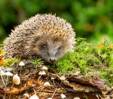 Gl&uuml;cklicher Igel im Moos, &copy; Stadt Bad Salzuflen