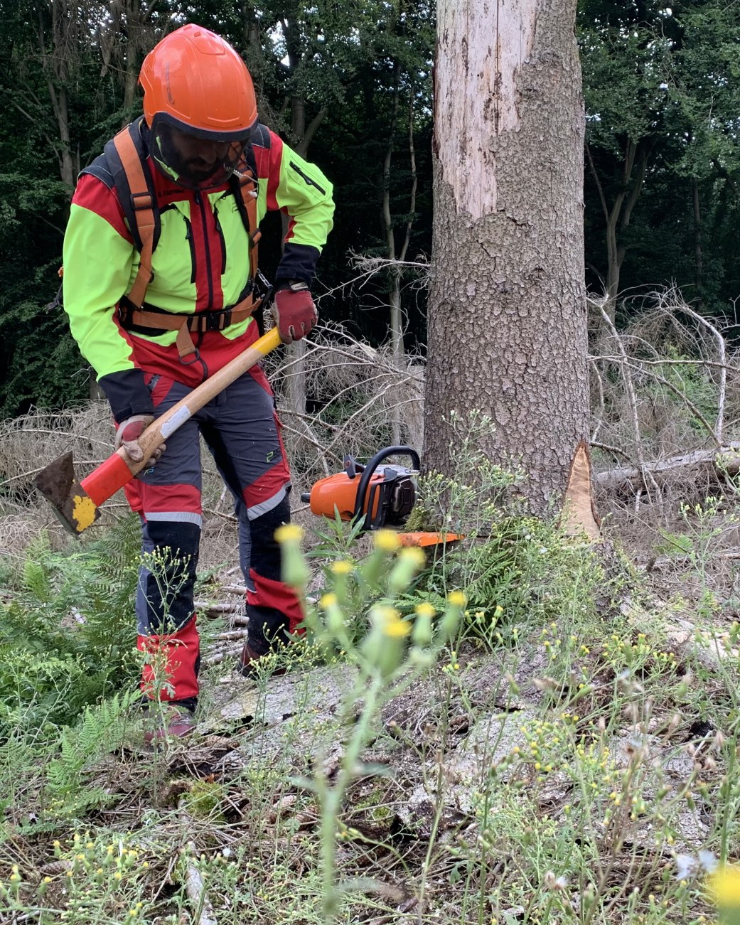 Ein Forstwirt fällt einen abgestorbenen Baum. Er hält eine Axt in der Hand, mit der er einen Keil in den Baumstamm treibt. , © Stadt Bad Salzuflen