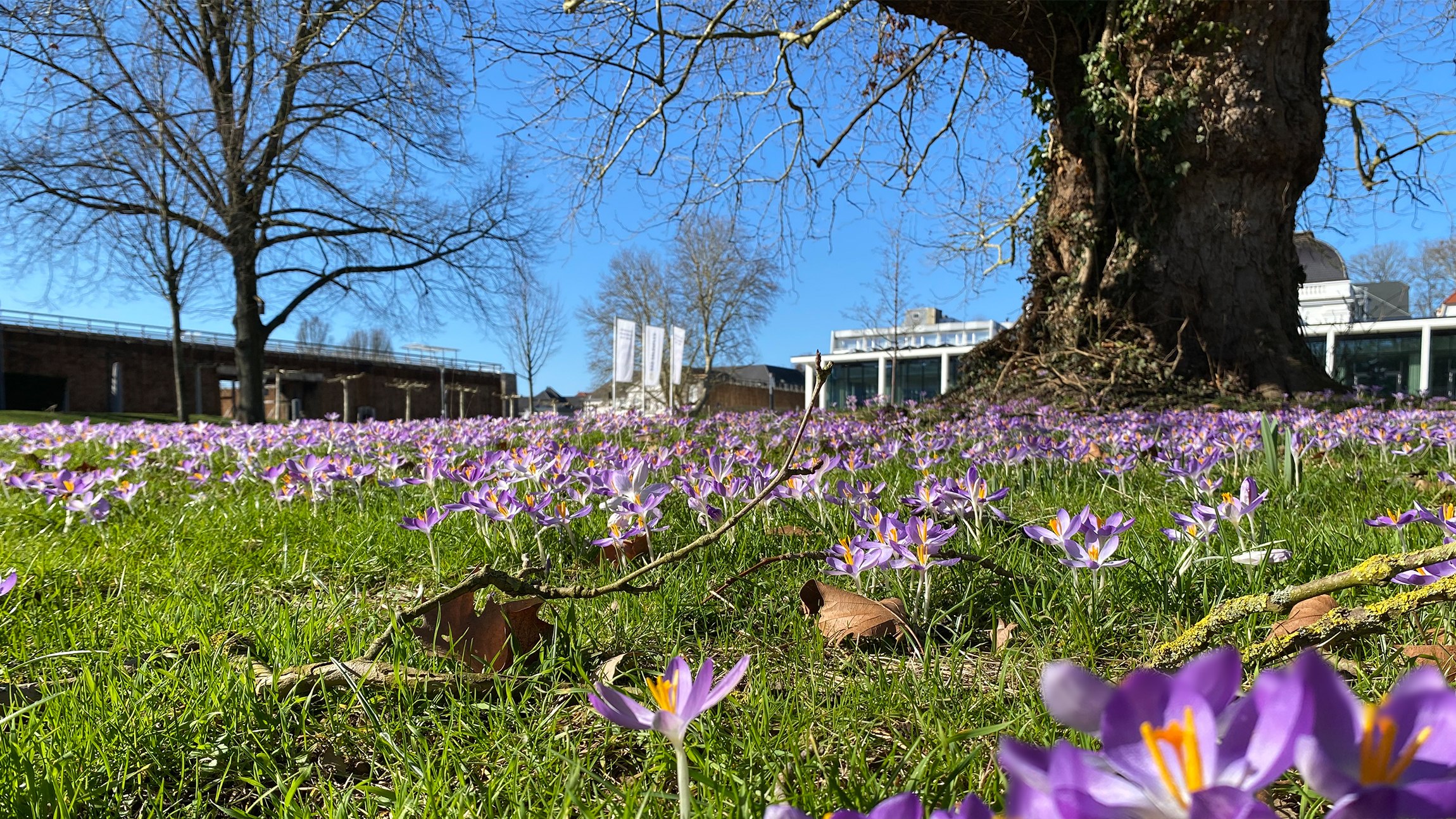 Krokusse im Kurpark