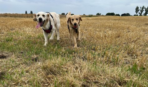 Hundewanderung Bad Salzuflen, &copy; A.Petrick