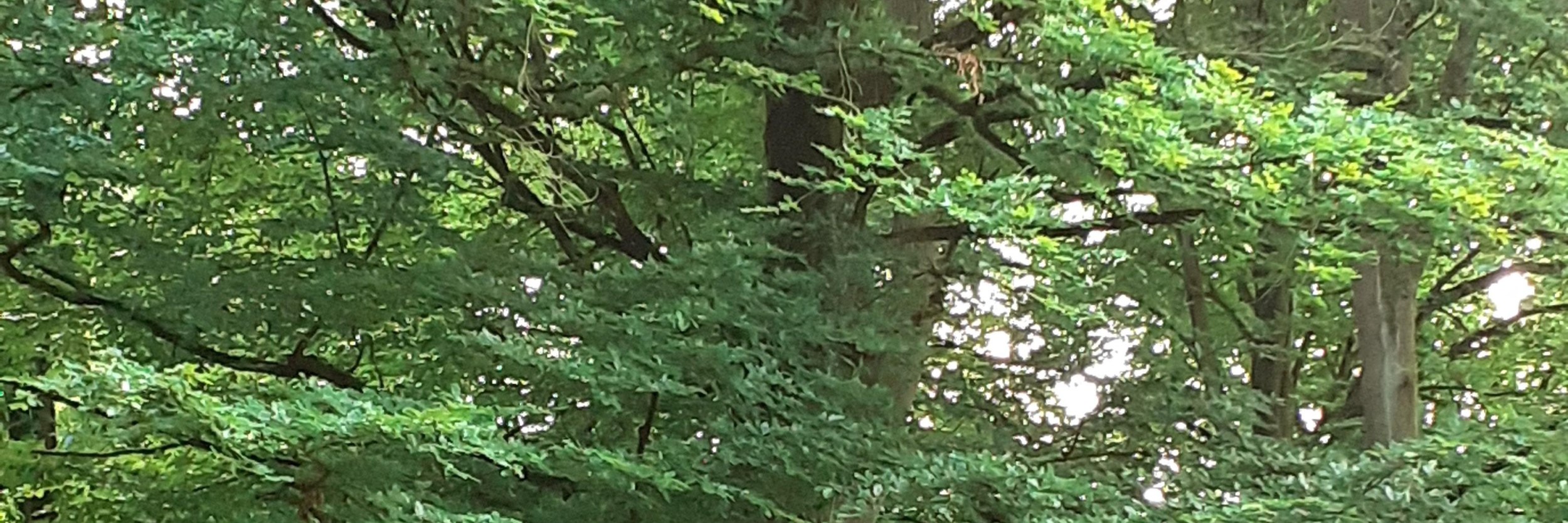 Waldweg