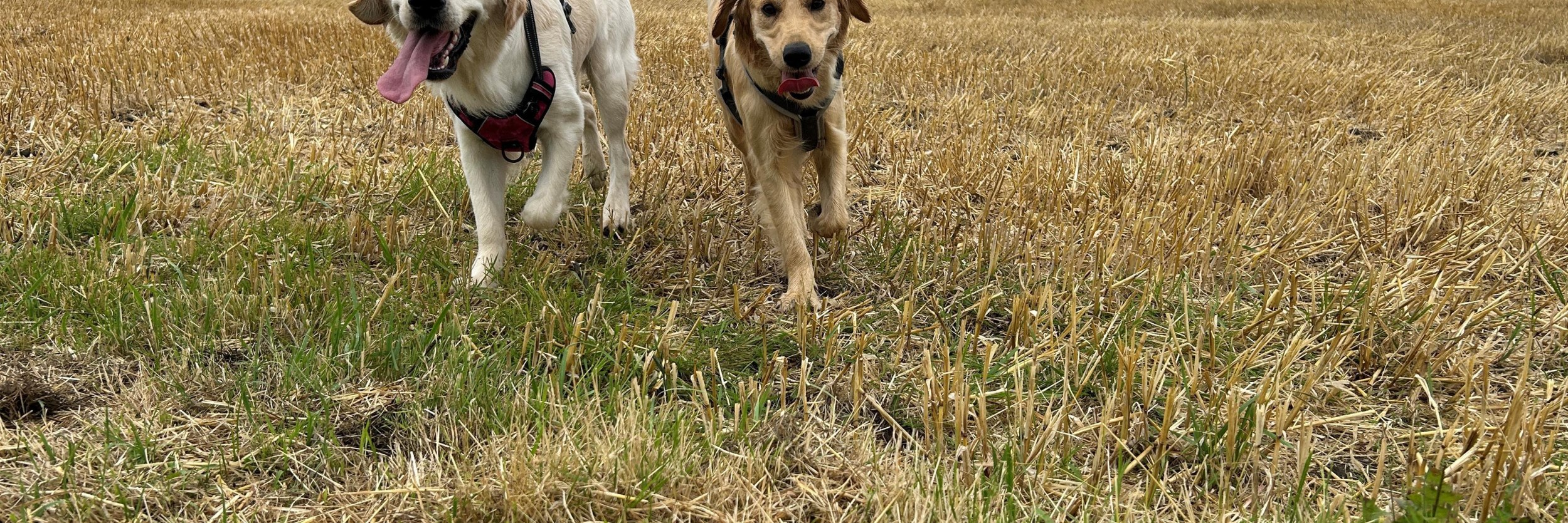 Hundewanderung Bad Salzuflen, &copy; A.Petrick