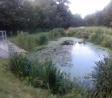 Regenklärbecken Waldemeine - ein sogenannter Retentionsbodenfilter, © Stadt Bad Salzuflen