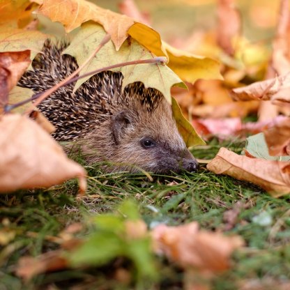 Igel im Laub, &copy; Stadt Bad Salzuflen