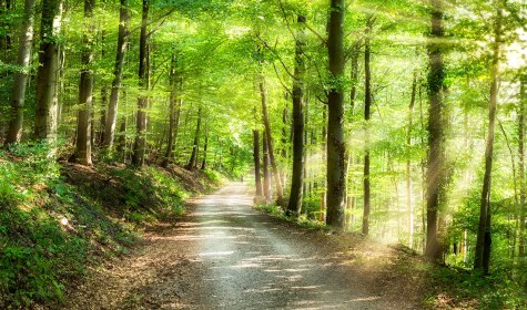 Wald, © stock.adobe.com |Jan Becke