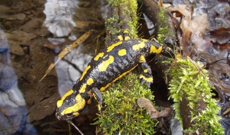 Feuersalamander, &copy; Stadt Bad Salzuflen
