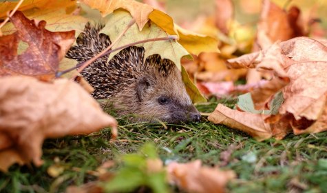 Igel im Laub, &copy; Stadt Bad Salzuflen