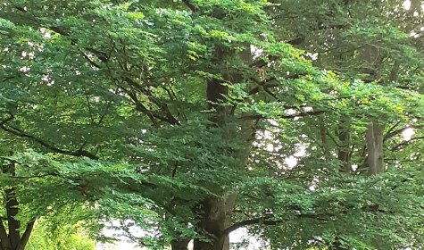 Waldweg