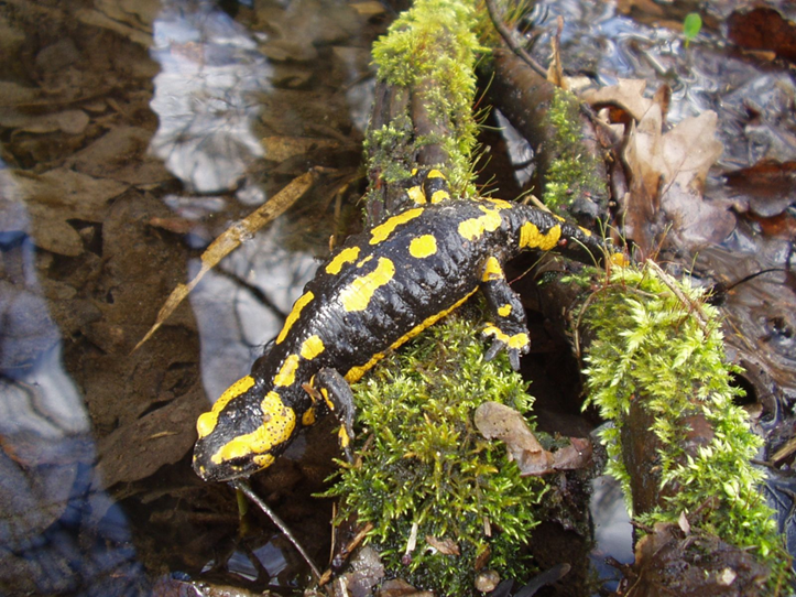 Feuersalamander, © Stadt Bad Salzuflen Feuersalamander, © Stadt Bad Salzuflen