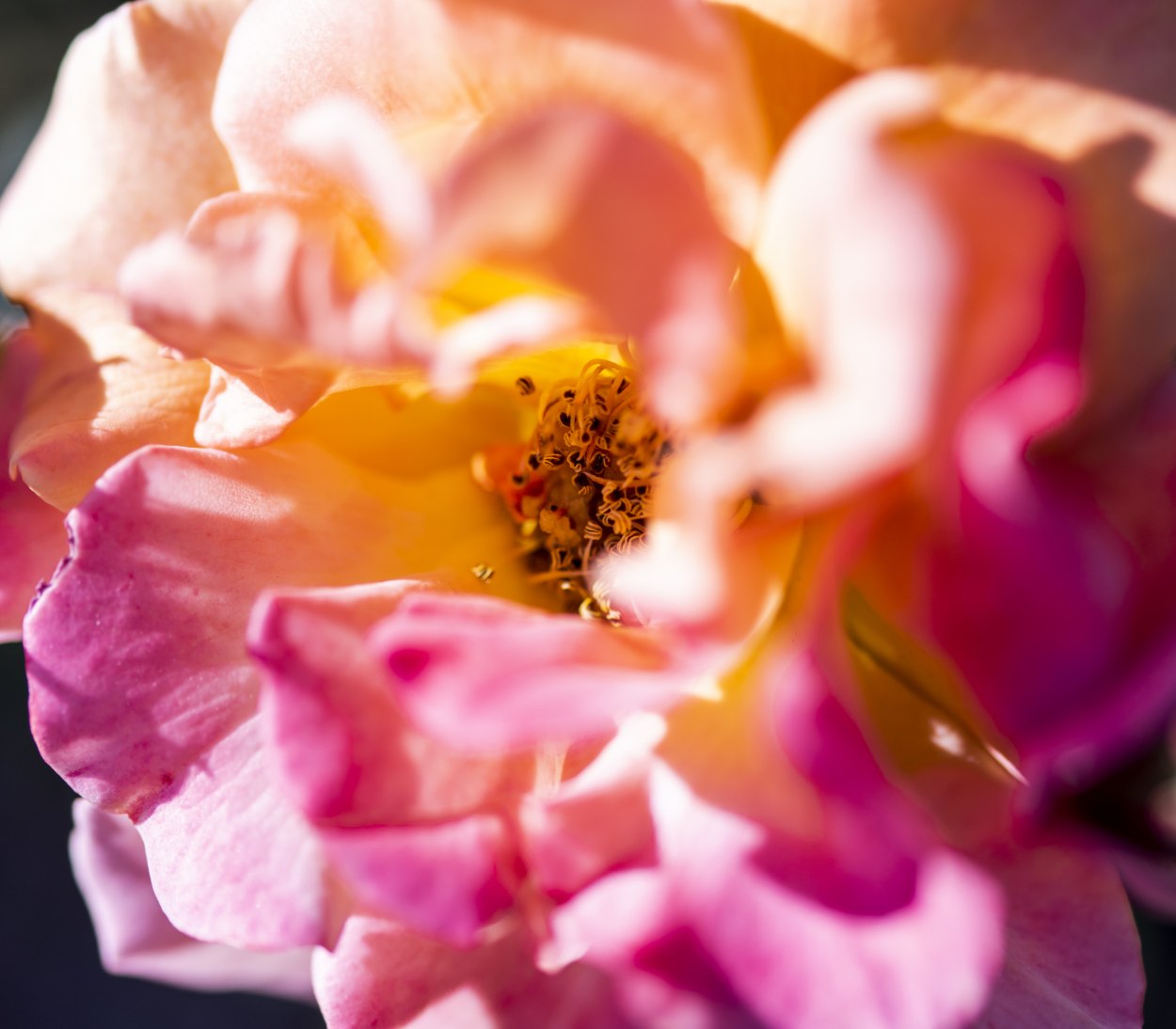 Rosengarten, © Jan Voth Rosengarten, © Jan Voth