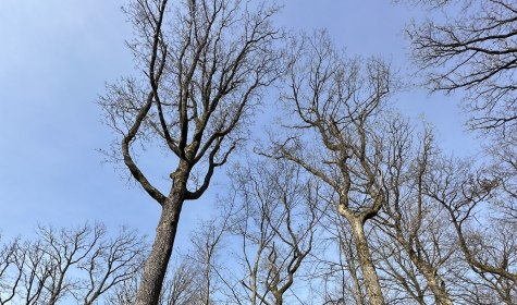 Bild Wald, &copy; Stadt Bad Salzuflen