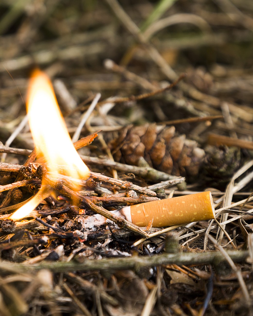Zigarette im Wald, © ©tech_studio - stock.adobe.com