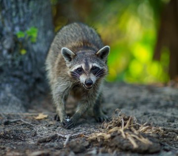 Waschbär im Wald, © Adobe Stock Waschbär läuft auf Waldboden vor einem Baumstamm