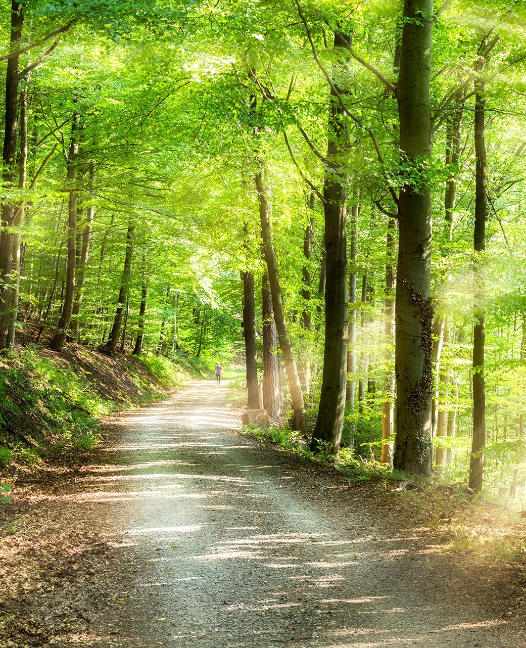Wald, © stock.adobe.com |Jan Becke