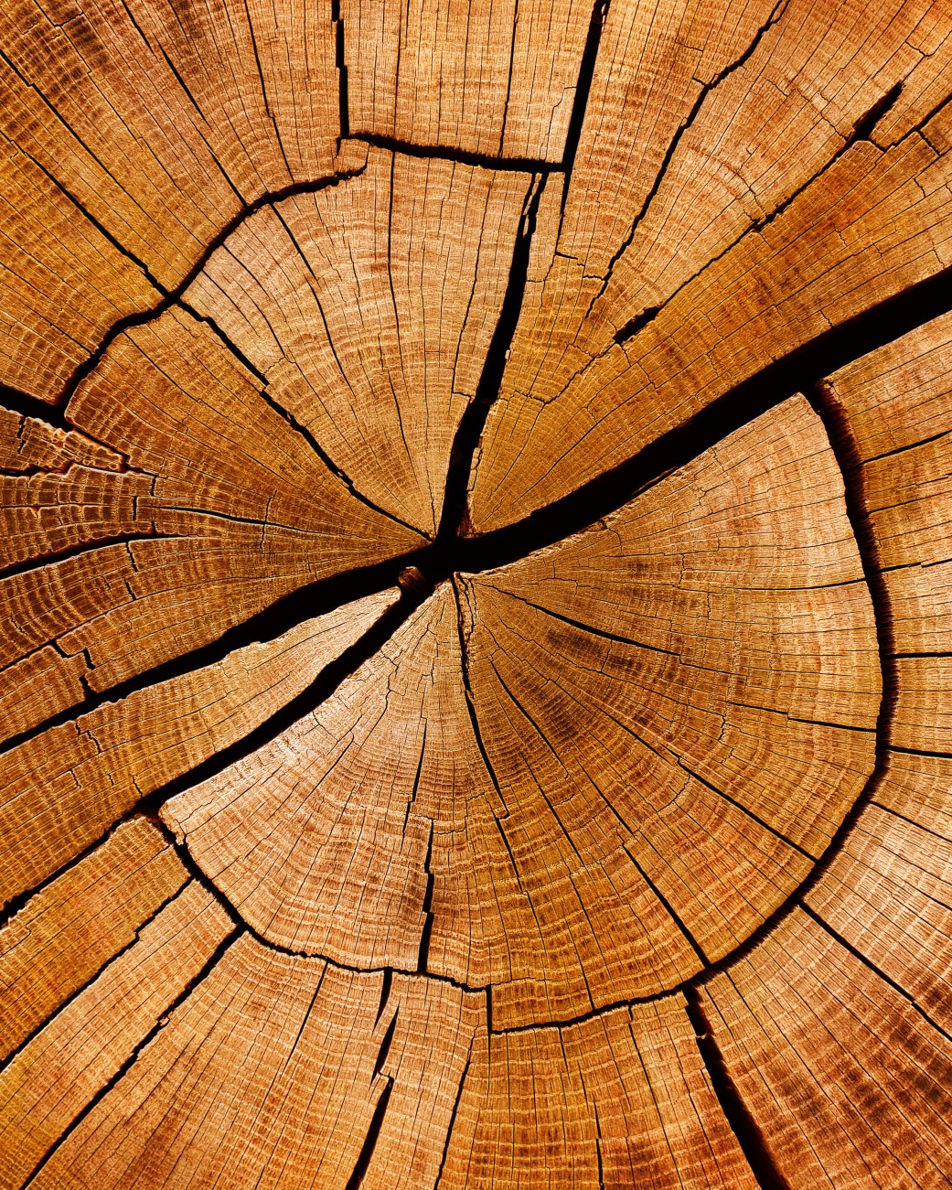 Zu sehen ist die Maserung eines Holzstammes im Querschnitt. , © mirkomedia - stock.adobe.com