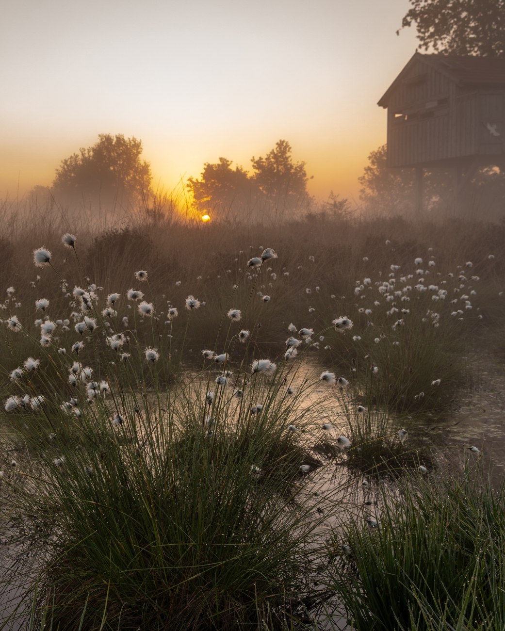 Ausgewählte Naturfotografien wie „Moore als Wasserspeicher“ von der Fotografin Ulrike Krüger sind ab 02. November 2026 in der Wandelhalle Bad Salzuflen bei der neuen Sonderausstellung des Umweltzentrums Heerser Mühle zu bestaunen und zu entdecken, © Ulrike Krüger Ausgewählte Naturfotografien wie „Moore als Wasserspeicher“ von der Fotografin Ulrike Krüger sind ab 02. November 2026 in der Wandelhalle Bad Salzuflen bei der neuen Sonderausstellung des Umweltzentrums Heerser Mühle zu bestaunen und zu entdecken, © Ulrike Krüger