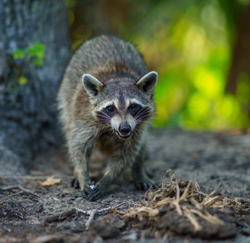 Waschbär im Wald, © Adobe Stock Waschbär läuft auf Waldboden vor einem Baumstamm