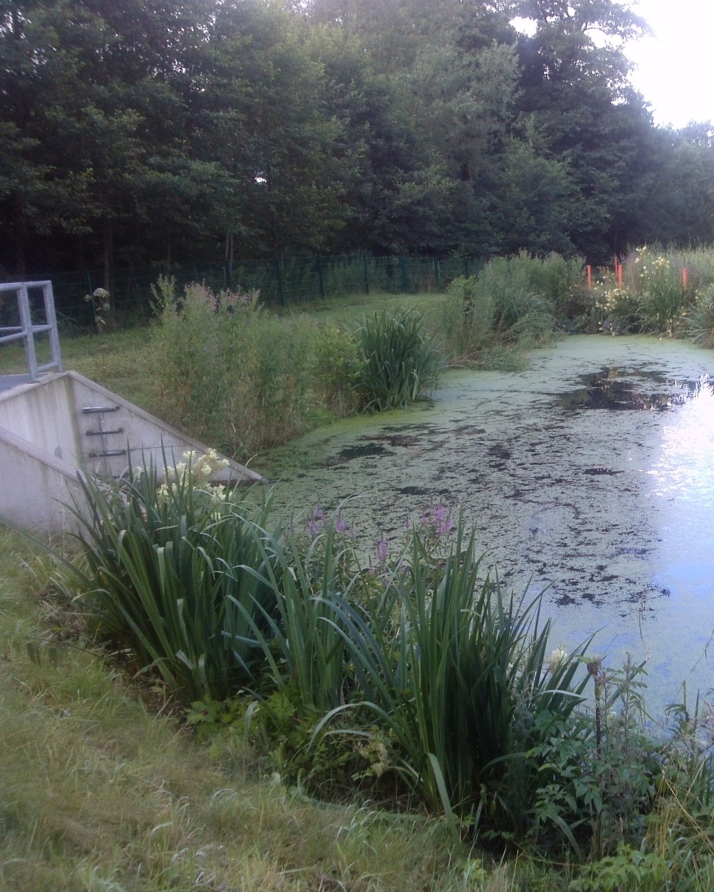 Regenklärbecken Waldemeine - ein sogenannter Retentionsbodenfilter, © Stadt Bad Salzuflen