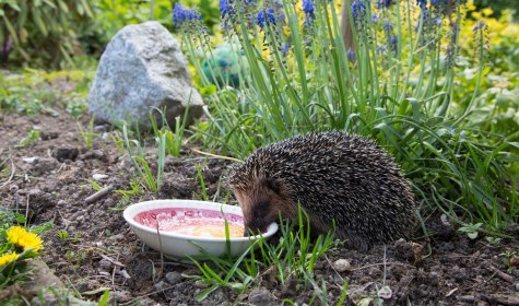 Ein kleiner, drolliger Igel schl&uuml;rft ein rohes Ei aus einer Sch&uuml;ssel, &copy; Stadt Bad Salzuflen