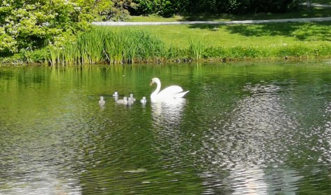 Schwäne mit Nachwuchs auf Kurparksee, © Stadt Bad Salzuflen