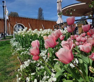 Tulpen am Salinencafe mit Blick auf die Bogen&ouml;ffnung des Gradierwerks am Rosengarten, &copy; Stadt Bad Salzuflen