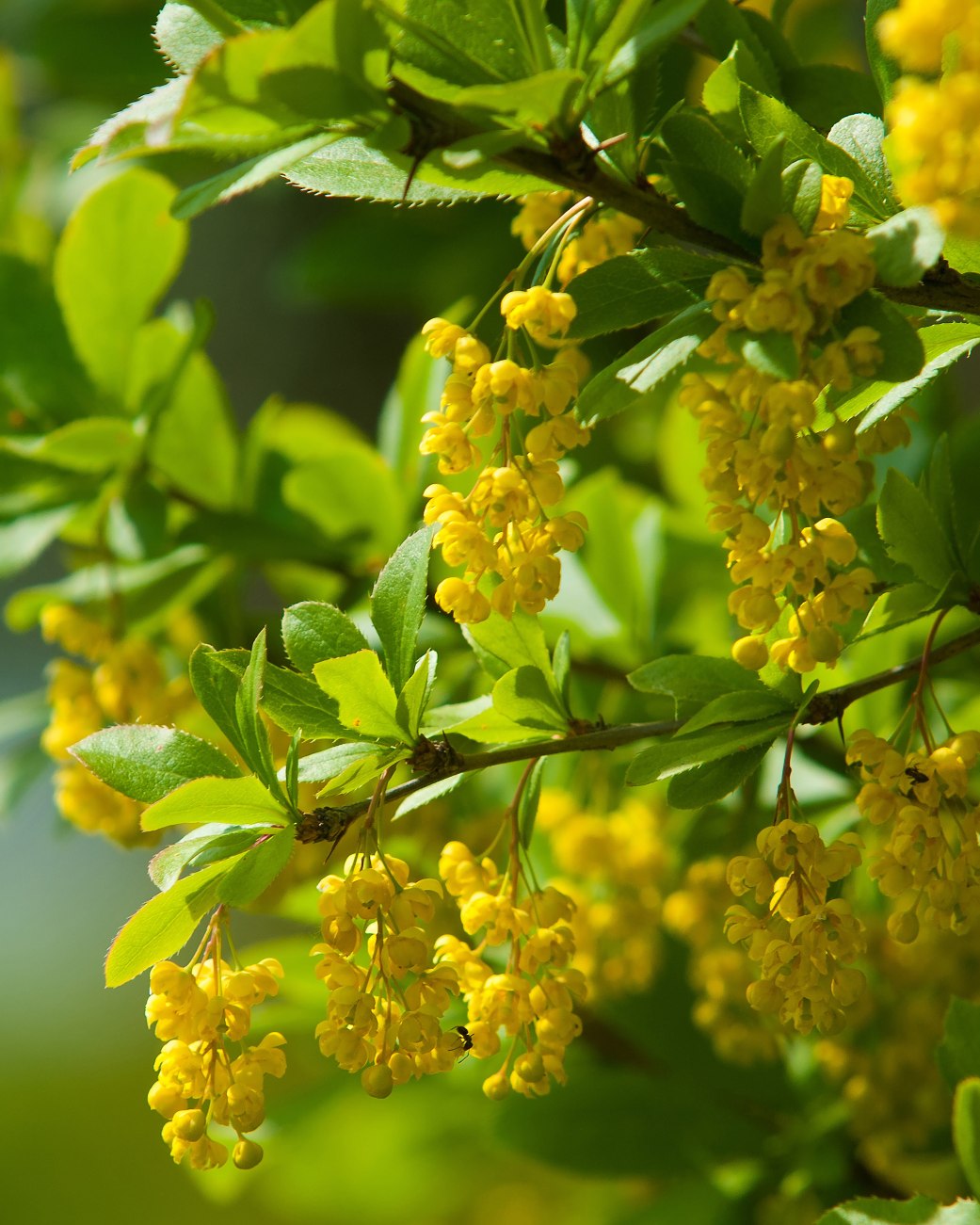 Gemeine Berberitze (Berberis vulgaris), © stock.adobe.com - na9179126124