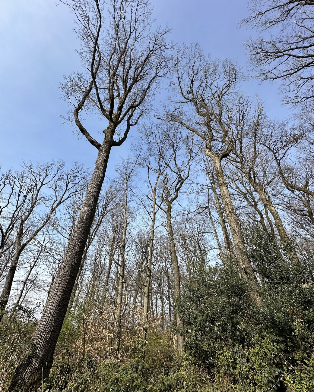 Bild Wald, &copy; Stadt Bad Salzuflen