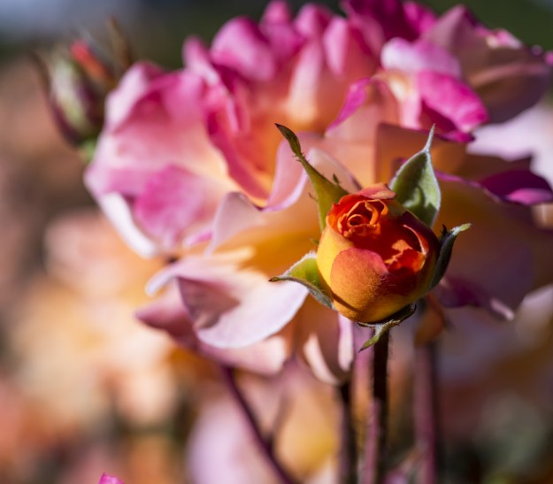 Rosengarten, © Jan Voth Rosengarten, © Jan Voth