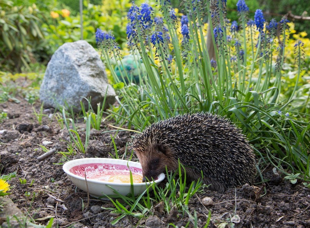 Ein kleiner, drolliger Igel schlürft ein rohes Ei aus einer Schüssel, © Stadt Bad Salzuflen Ein kleiner, drolliger Igel schlürft ein rohes Ei aus einer Schüssel, © Stadt Bad Salzuflen