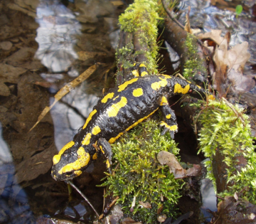 Feuersalamander, &copy; Stadt Bad Salzuflen