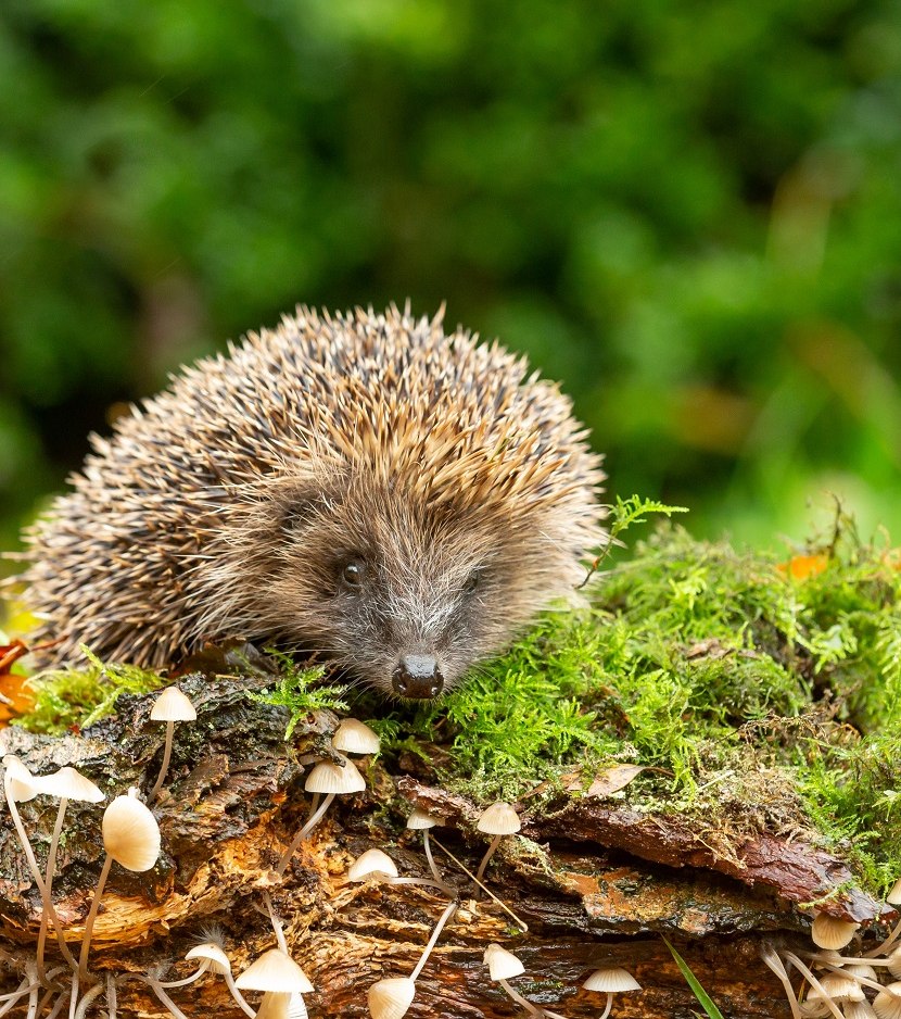 Glücklicher Igel im Moos, © Stadt Bad Salzuflen Glücklicher Igel im Moos, © Stadt Bad Salzuflen