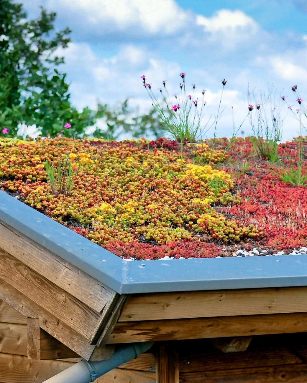 Das Bild zeigt ein begrüntes Dach auf einem Holzhaus., © Stefan Körber - stock.adobe.com