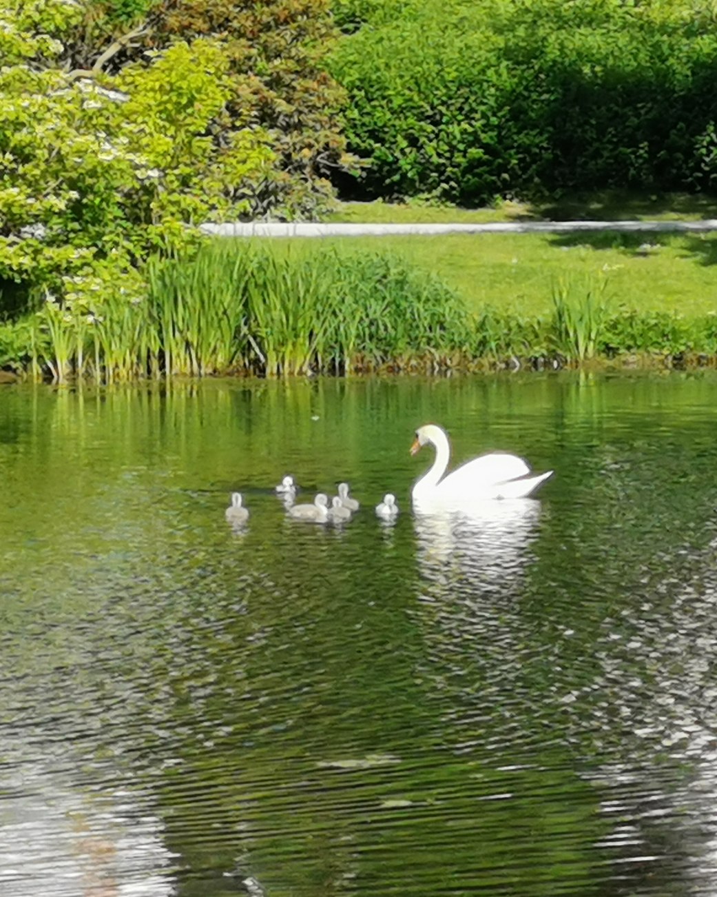 Schwäne mit Nachwuchs auf Kurparksee, © Stadt Bad Salzuflen Schwäne mit Nachwuchs auf Kurparksee, © Stadt Bad Salzuflen
