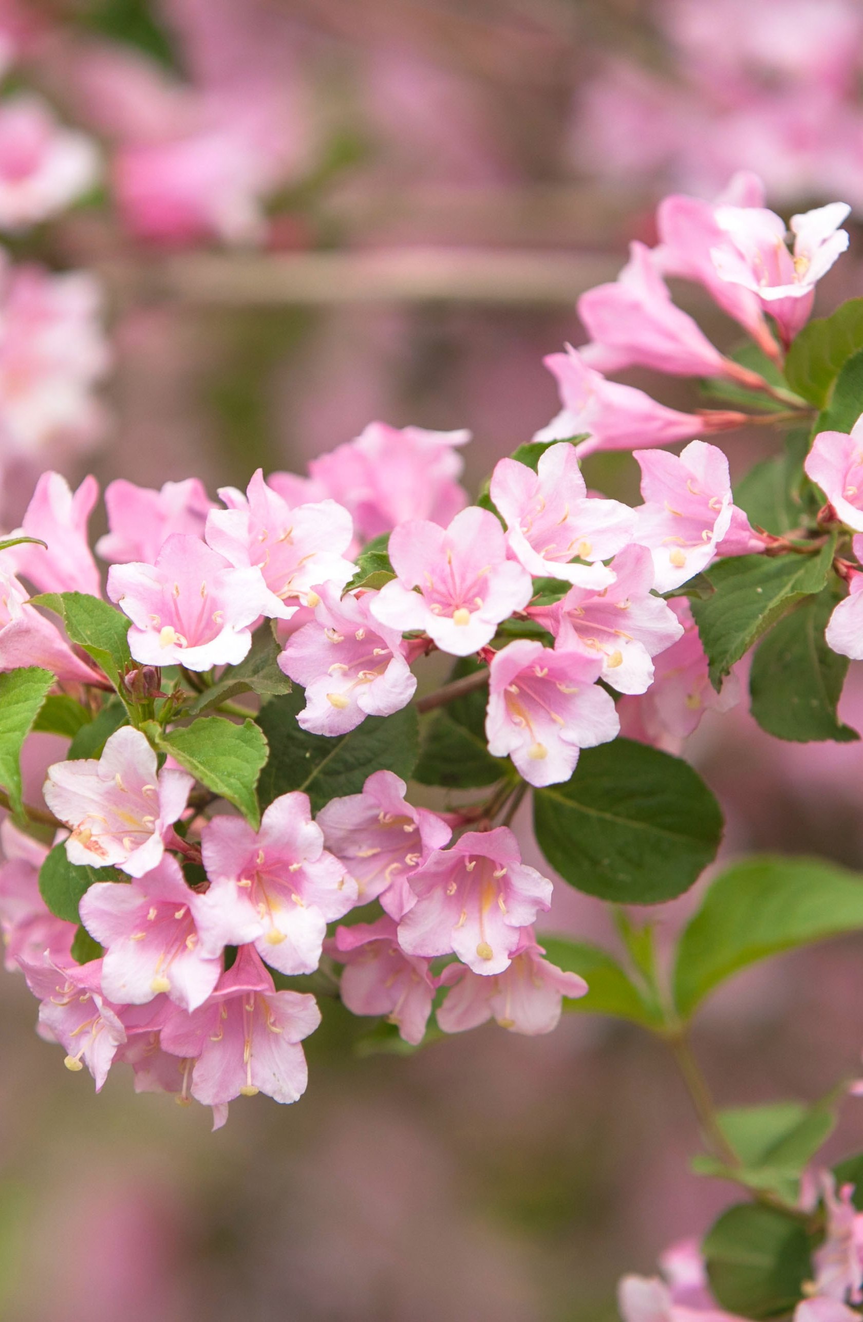 Weigelie (Weigela „Minuet“), © stock.adobe.com - edelweiss7227