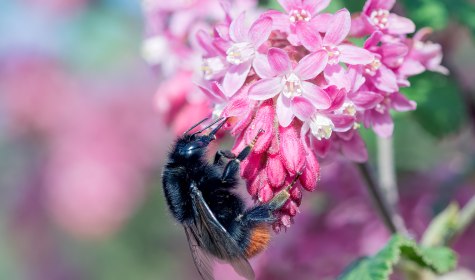 Blut-Johannisbeere (Ribes sanguineum), © stock.adobe.com - Heather Jane